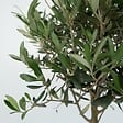 PLANT IN A BOX - Olivier - Set de 2 - Olea europaea - Hauteur 50-60cm - ⌀14cm - vignette