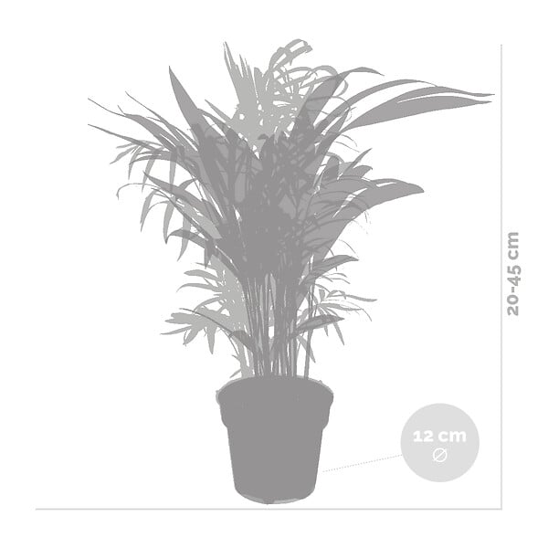 BLOOMIQUE - Lot de 2 - Dypsis & Chamaedorea - Palmiers d’intérieur - Dépolluants - H. 30-40 cm - P. 12 cm - large