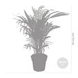 BLOOMIQUE - Lot de 2 - Dypsis & Chamaedorea - Palmiers d’intérieur - Dépolluants - H. 30-40 cm - P. 12 cm - vignette