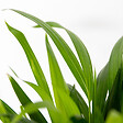 BLOOMIQUE - Dypsis Lutescens - Palmier Areca - Plantes d’intérieur - Dépolluante - H. 20-30 cm - P. 10,5 cm - vignette