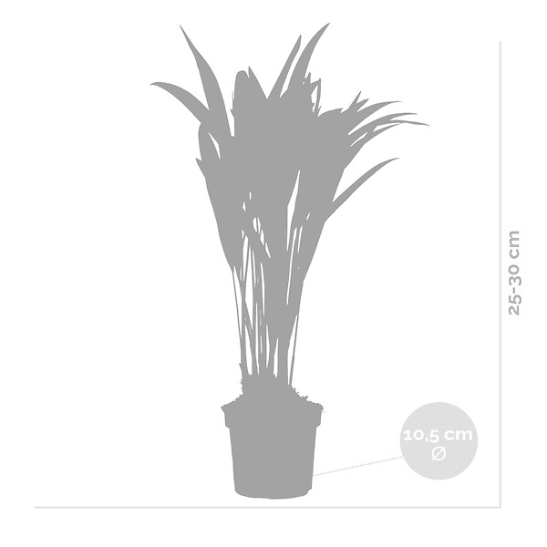 BLOOMIQUE - Dypsis Lutescens - Palmier Areca - Plantes d’intérieur - Dépolluante - H. 20-30 cm - P. 10,5 cm - large