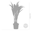 BLOOMIQUE - Dypsis Lutescens - Palmier Areca - Plantes d’intérieur - Dépolluante - H. 20-30 cm - P. 10,5 cm - vignette
