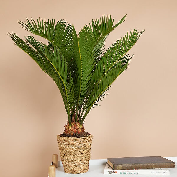 BLOOMIQUE - Lot de 2 - Cycas Revoluta - Palmier de la paix - Sagoutier - Hauteur 40-50 cm - Pot 15 cm - large