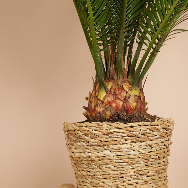 BLOOMIQUE - Lot de 2 - Cycas Revoluta - Palmier de la paix - Sagoutier - Hauteur 40-50 cm - Pot 15 cm - large