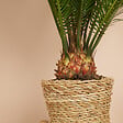 BLOOMIQUE - Lot de 2 - Cycas Revoluta - Palmier de la paix - Sagoutier - Hauteur 40-50 cm - Pot 15 cm - vignette