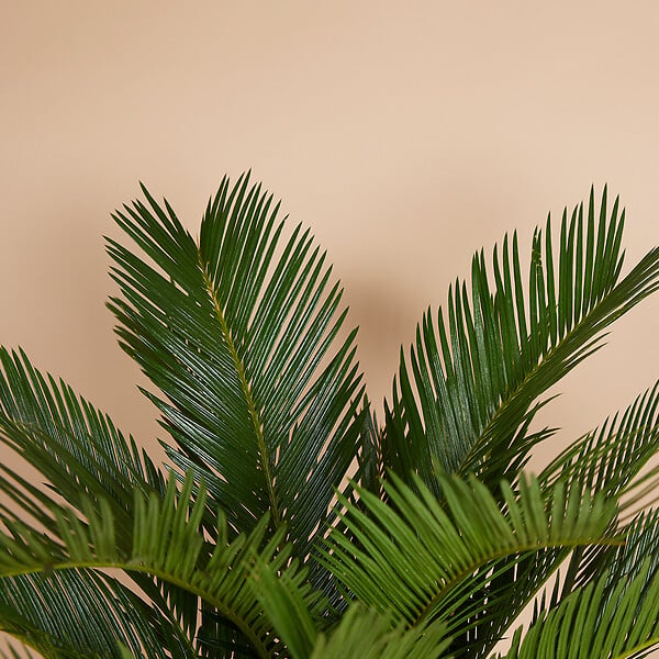 BLOOMIQUE - Lot de 2 - Cycas Revoluta - Palmier de la paix - Sagoutier - Hauteur 40-50 cm - Pot 15 cm - large