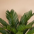 BLOOMIQUE - Lot de 2 - Cycas Revoluta - Palmier de la paix - Sagoutier - Hauteur 40-50 cm - Pot 15 cm - vignette