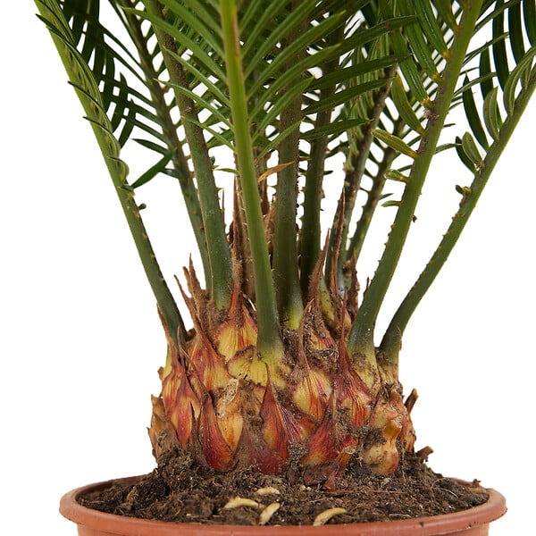 BLOOMIQUE - Lot de 2 - Cycas Revoluta - Palmier de la paix - Sagoutier - Hauteur 40-50 cm - Pot 15 cm - large