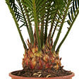 BLOOMIQUE - Lot de 2 - Cycas Revoluta - Palmier de la paix - Sagoutier - Hauteur 40-50 cm - Pot 15 cm - vignette