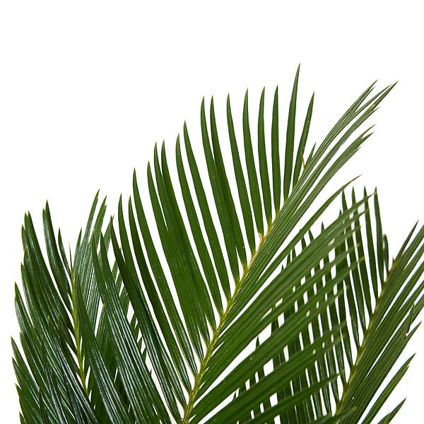 BLOOMIQUE - Lot de 2 - Cycas Revoluta - Palmier de la paix - Sagoutier - Hauteur 40-50 cm - Pot 15 cm - large