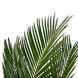 BLOOMIQUE - Lot de 2 - Cycas Revoluta - Palmier de la paix - Sagoutier - Hauteur 40-50 cm - Pot 15 cm - vignette