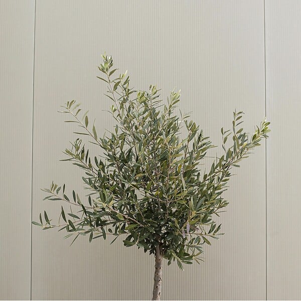 PLANT IN A BOX - Olivier - Olea europaea - Hauteur 90-100cm - ⌀21cm - large