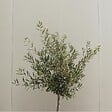 PLANT IN A BOX - Olivier - Olea europaea - Hauteur 90-100cm - ⌀21cm - vignette