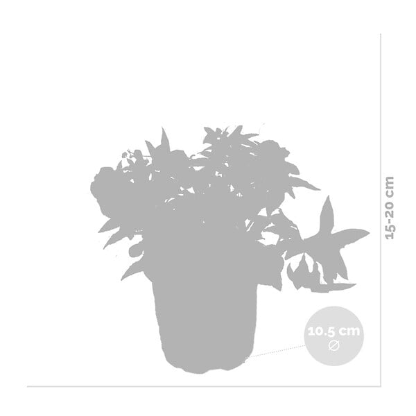 BLOOMIQUE - Lot de 6 - Fuchsia retombant - Plante à clochettes - Mélange de couleurs - H. 15-20 cm - P. 10,5 cm - large