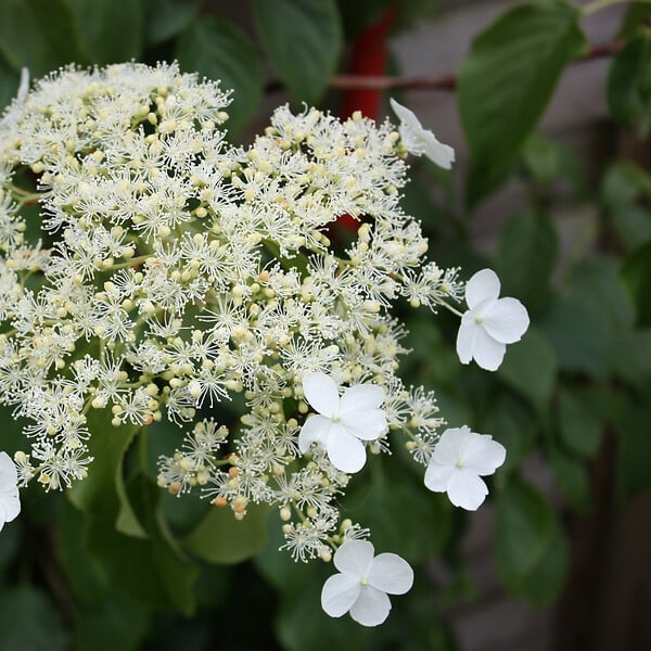 PLANT IN A BOX - Hortensia grimpant - Set de 3 - Hydrangea anomale petiolaris - H25-40cm - ⌀9cm - large