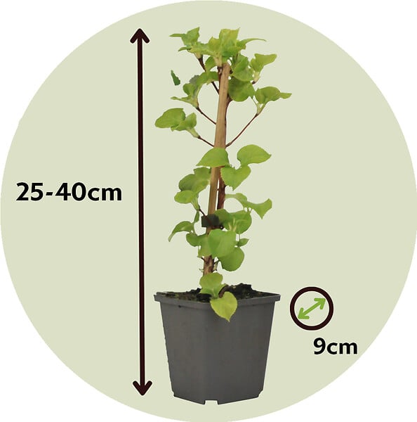 PLANT IN A BOX - Hortensia grimpant - Set de 3 - Hydrangea anomale petiolaris - H25-40cm - ⌀9cm - large