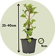 PLANT IN A BOX - Hortensia grimpant - Set de 3 - Hydrangea anomale petiolaris - H25-40cm - ⌀9cm - vignette