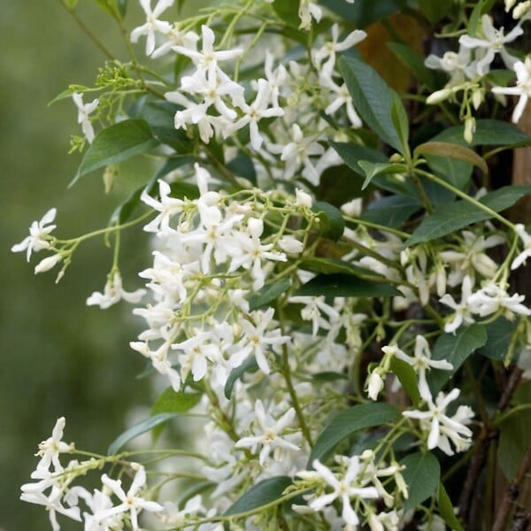 PLANT IN A BOX - Jasmin étoilé - Set de 3 - Trachelospermum jasminoides - Hauteur 25-40cm - ⌀9cm - large