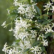 PLANT IN A BOX - Jasmin étoilé - Set de 3 - Trachelospermum jasminoides - Hauteur 25-40cm - ⌀9cm - vignette