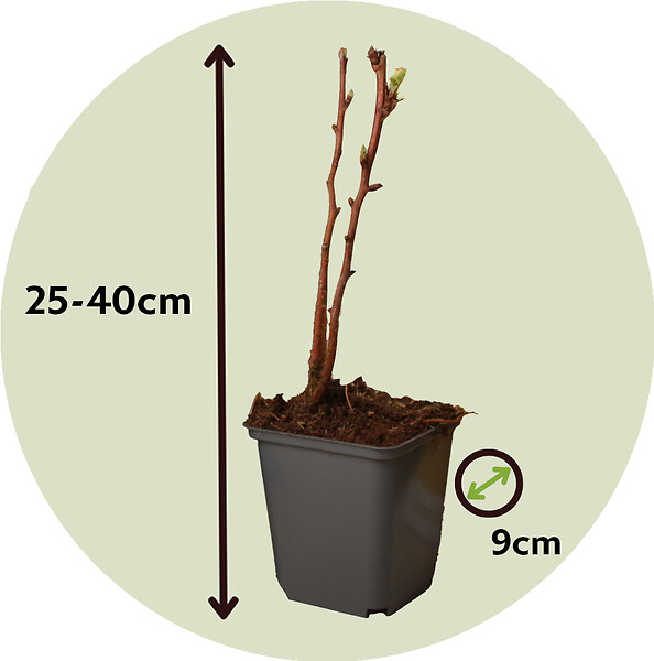 PLANT IN A BOX - Framboisier - Set de 6 - Rubus idaeus 'Fallgold' - Hauteur 25-40cm - ⌀9cm - large