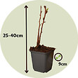 PLANT IN A BOX - Framboisier - Set de 6 - Rubus idaeus 'Fallgold' - Hauteur 25-40cm - ⌀9cm - vignette