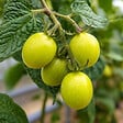 PLANT IN A BOX - Tomatillo - Set de 6 - Solanum Muricatum 'Pepino gold' - Hauteur 25-40cm - ⌀9cm - vignette