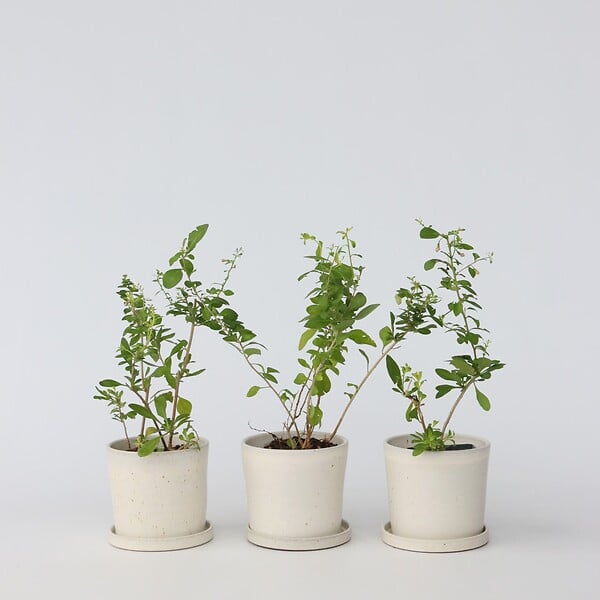 PLANT IN A BOX - Baie de Goji - Set de 3 - Lycium barbarum - Hauteur 25-40cm - ⌀9cm - large