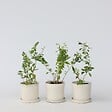 PLANT IN A BOX - Baie de Goji - Set de 3 - Lycium barbarum - Hauteur 25-40cm - ⌀9cm - vignette