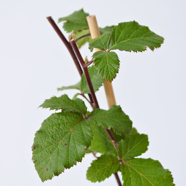 PLANT IN A BOX - Mûrier - Set de 2 - Rubus fruticosus 'Thornfree' - Hauteur 50-60cm - ⌀15cm - large