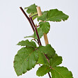 PLANT IN A BOX - Mûrier - Set de 2 - Rubus fruticosus 'Thornfree' - Hauteur 50-60cm - ⌀15cm - vignette