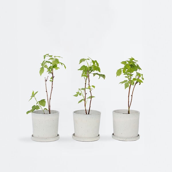 PLANT IN A BOX - Framboisier - Set de 3 - Rubus idaeus 'Fallgold' - Hauteur 25-40cm - ⌀9cm - large