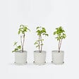 PLANT IN A BOX - Framboisier - Set de 3 - Rubus idaeus 'Fallgold' - Hauteur 25-40cm - ⌀9cm - vignette