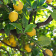 PLANT IN A BOX - Citronnier - Citrus limon - Hauteur 60-70cm - ⌀19cm - vignette
