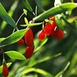 PLANT IN A BOX - Baie de Goji - Set de 6 - Lycium barbarum - Hauteur 25-40cm - ⌀9cm - vignette