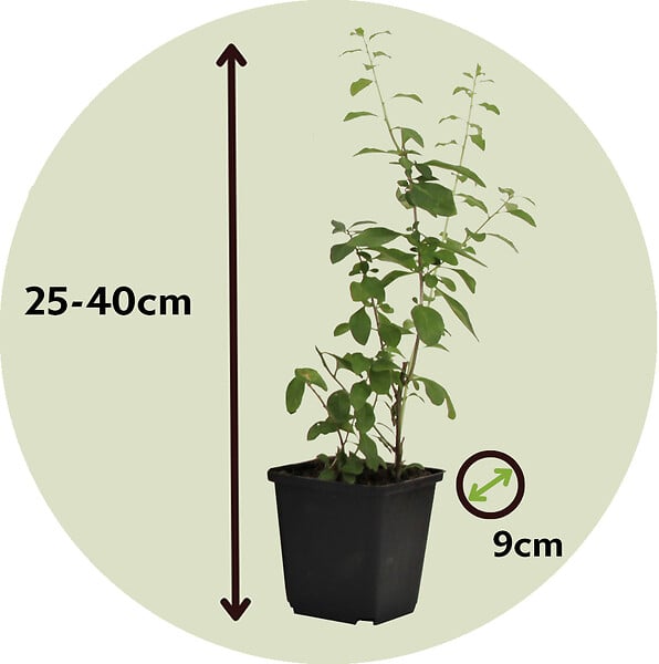 PLANT IN A BOX - Baie de Goji - Set de 6 - Lycium barbarum - Hauteur 25-40cm - ⌀9cm - large