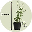 PLANT IN A BOX - Baie de Goji - Set de 6 - Lycium barbarum - Hauteur 25-40cm - ⌀9cm - vignette