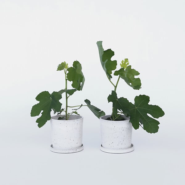 PLANT IN A BOX - Figuier de Barbarie - Set de 2 - Ficus carica 'Brown Turkey' - H25-40cm - ⌀9cm - large