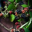 PLANT IN A BOX - Plante de mûre - Lot de 3 - Rubus Thornless - Hauteur 25-40cm - ⌀9cm - vignette