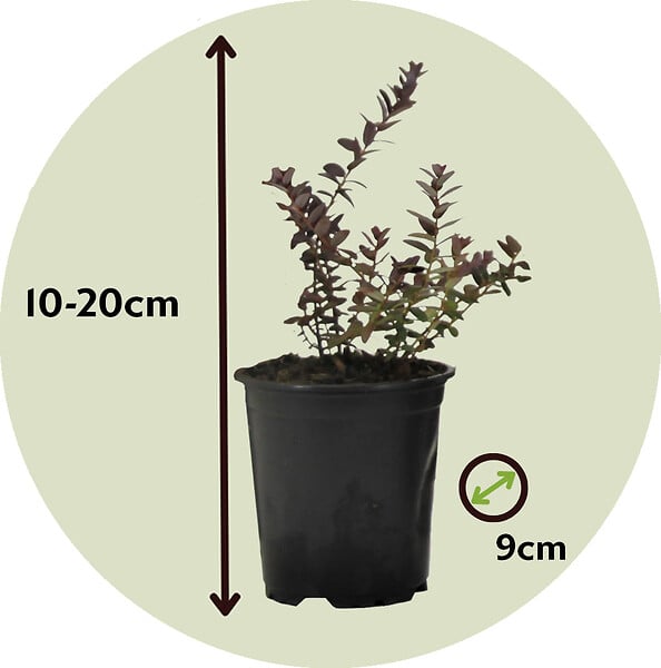 PLANT IN A BOX - Canneberge - Set de 3 - Vaccinium macrocarpon 'Cranberry' - H10-20cm - ⌀9cm - large