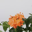 PLANT IN A BOX - Fleur du feu - Set de 2 - Crossandra 'Fortuna' - Hauteur 20-30cm - ⌀13cm - vignette