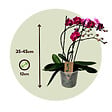 PLANT IN A BOX - Orchidée papillon - Phalaenopsis Multiflora - Hauteur 35-45cm - ⌀12cm - vignette