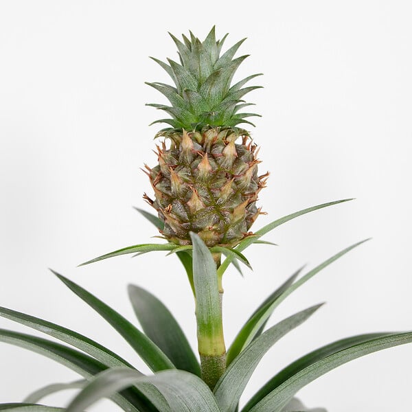 BLOOMIQUE - Lot de 2 - Ananas Mi Amigo - Ananas décoratif - Plante anti-ronflement - H. 30-40 cm - P. 12 cm - large