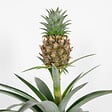 BLOOMIQUE - Lot de 2 - Ananas Mi Amigo - Ananas décoratif - Plante anti-ronflement - H. 30-40 cm - P. 12 cm - vignette