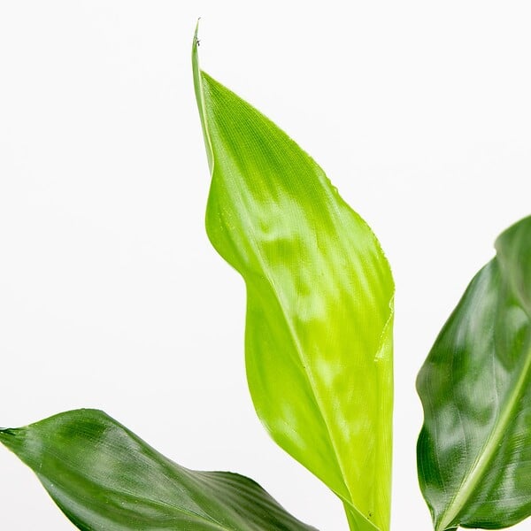 BLOOMIQUE - Lot de 3 - Strelitzia Reginae - Oiseau de paradis - Plantes d’intérieur - H. 30-40 cm - P. 12 cm - large