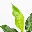 BLOOMIQUE - Lot de 3 - Strelitzia Reginae - Oiseau de paradis - Plantes d’intérieur - H. 30-40 cm - P. 12 cm - vignette