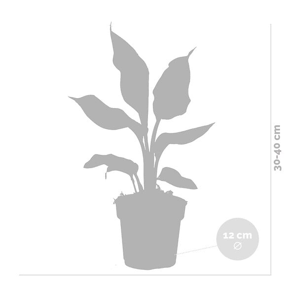 BLOOMIQUE - Lot de 3 - Strelitzia Reginae - Oiseau de paradis - Plantes d’intérieur - H. 30-40 cm - P. 12 cm - large
