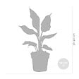 BLOOMIQUE - Lot de 3 - Strelitzia Reginae - Oiseau de paradis - Plantes d’intérieur - H. 30-40 cm - P. 12 cm - vignette