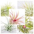 BLOOMIQUE - Lot de 5 - Tillandsia - Plantes aériennes - Dépolluantes - Très faciles d’entretien - 5-15 cm - vignette