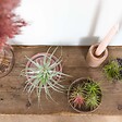 BLOOMIQUE - Lot de 5 - Tillandsia - Plantes aériennes - Dépolluantes - Très faciles d’entretien - 5-15 cm - vignette