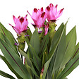 BLOOMIQUE - Curcuma Siam - Curcuma ornemental - Plante d’intérieur - Dépolluante - H. 40-50 cm - P. 14 cm - vignette